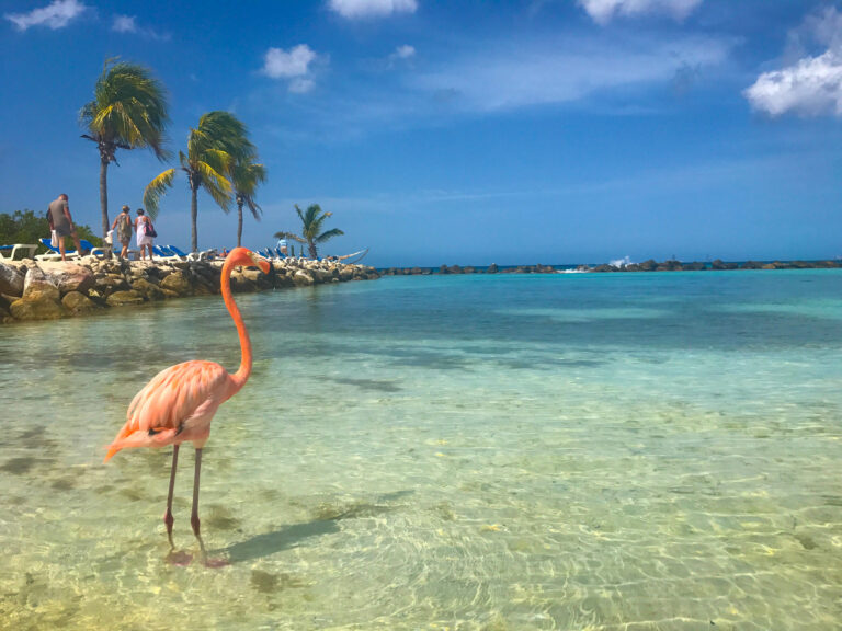 flamingo beach aruba